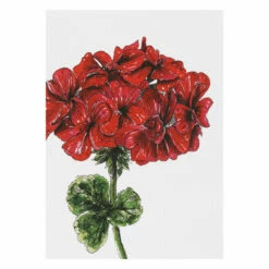 Toasted Crumpet ‘Blooming Marvellous’ Notecards Mixed Set Of 8 -gifts sale bx10 toasted crumpet blooming marvellous notecards mixed set of 8 4